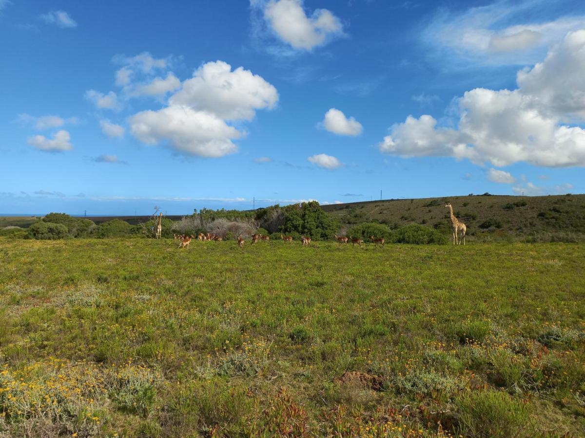 Fijnbosch Game Lodge Jeffreys Bay Extérieur photo